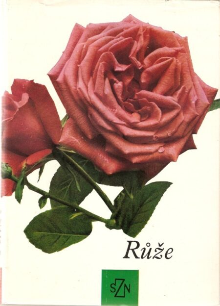 Růže